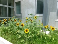 3年生が育てたひまわり