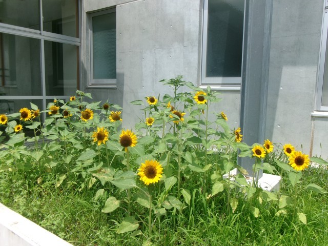 3年生が育てたひまわり